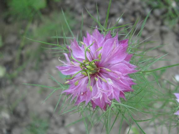 Name:  pembe rekotu.JPG
Views: 1581
Size:  38.7 KB