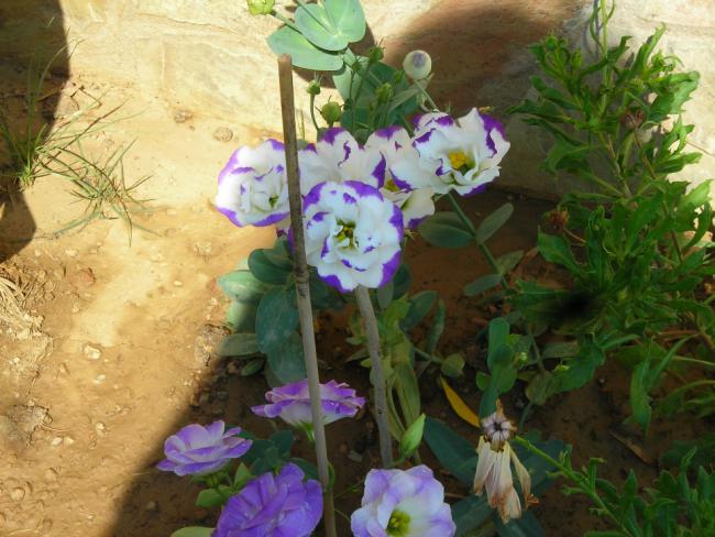 Name:  DSCN2574.jpg
Views: 644
Size:  55.3 KB