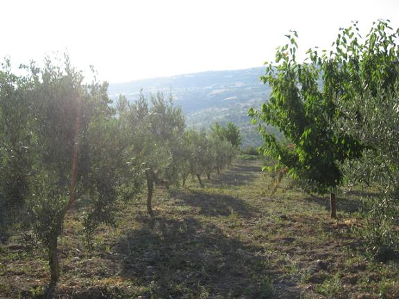 Name:  zeytinler.JPG
Views: 1533
Size:  57.1 KB