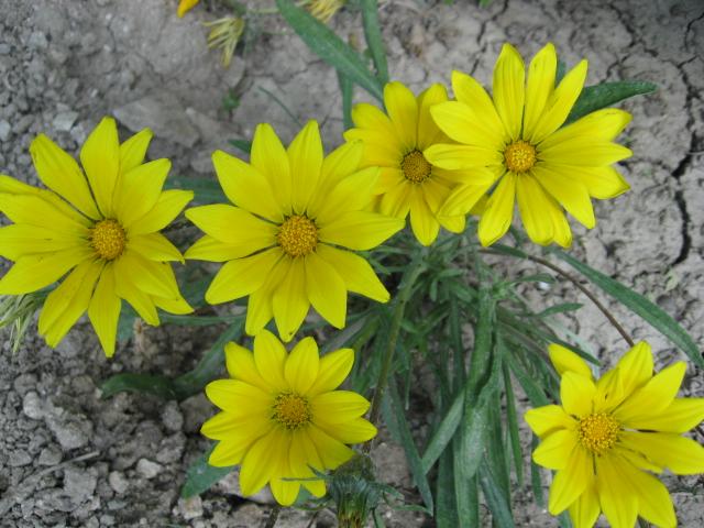 Name:  sar gazanya.JPG
Views: 1984
Size:  63.3 KB