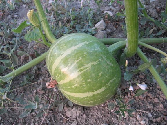 Name:  izgili kabak.JPG
Views: 1535
Size:  62.5 KB