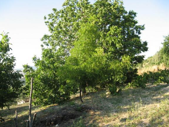 Name:  byk ceviz ve hnnap.jpg
Views: 2141
Size:  59.5 KB