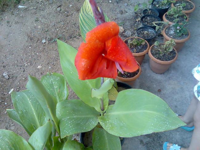 Name:  Grnt497.jpg
Views: 528
Size:  62.1 KB