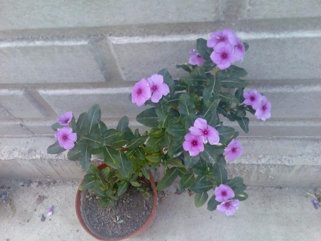 Name:  Grnt506.jpg
Views: 530
Size:  42.1 KB