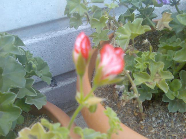 Name:  Grnt507.jpg
Views: 534
Size:  40.6 KB