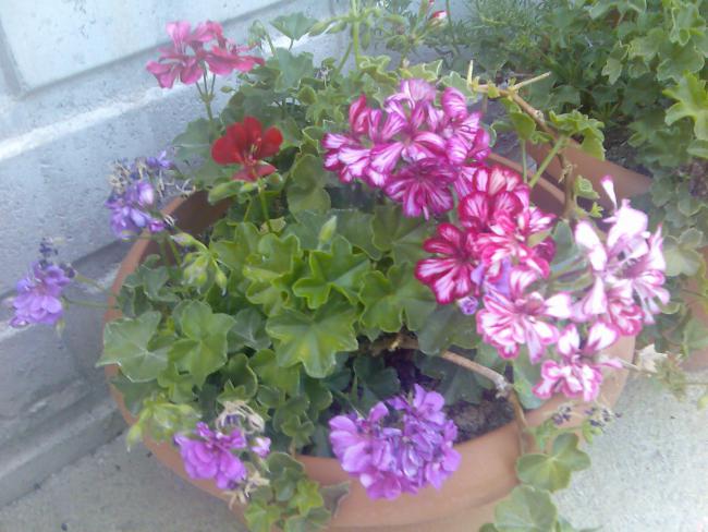 Name:  Grnt509.jpg
Views: 505
Size:  52.7 KB