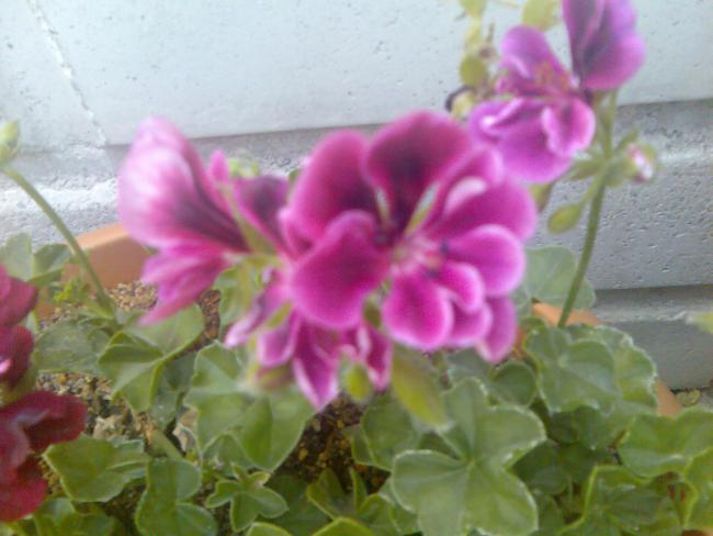 Name:  Grnt511.jpg
Views: 527
Size:  37.6 KB