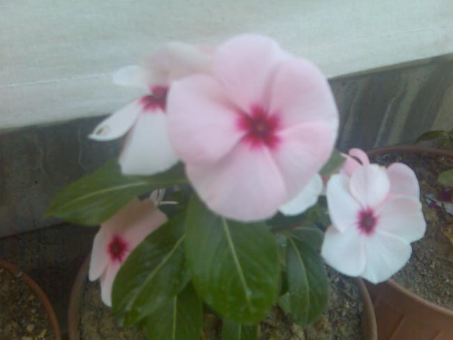 Name:  Grnt514.jpg
Views: 511
Size:  24.6 KB