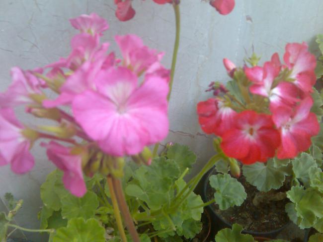 Name:  Grnt516.jpg
Views: 520
Size:  34.6 KB