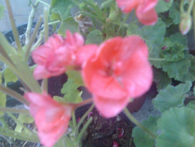 Name:  Grnt517.jpg
Views: 518
Size:  34.5 KB
