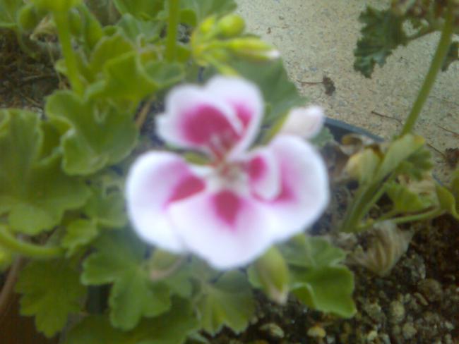 Name:  Grnt519.jpg
Views: 531
Size:  32.3 KB