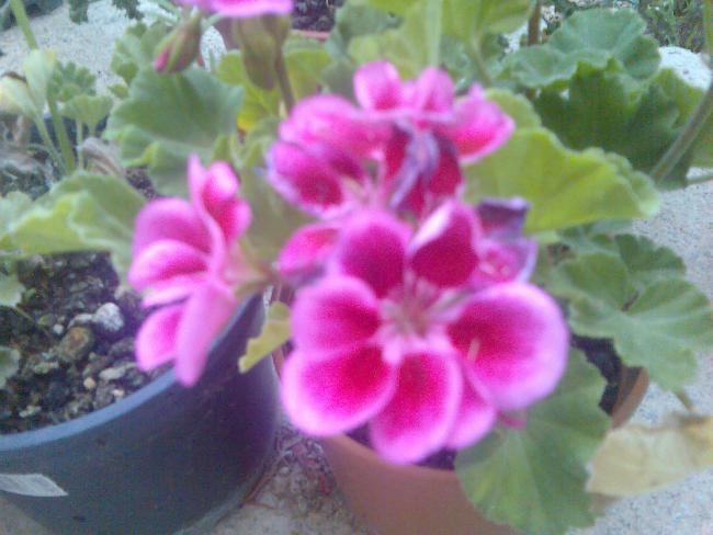 Name:  Grnt520.jpg
Views: 516
Size:  42.0 KB