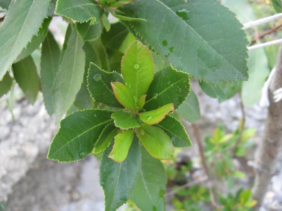 Name:  arbutus unedo.JPG
Views: 1554
Size:  41.2 KB