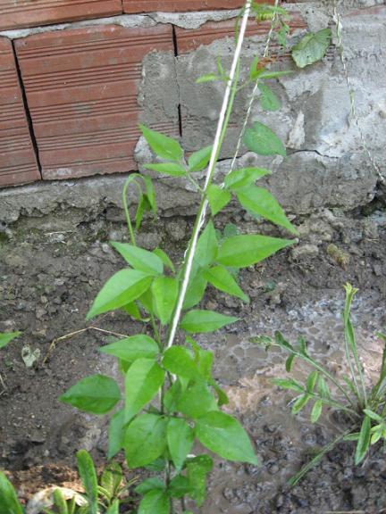 Name:  yasemin.JPG
Views: 1483
Size:  64.2 KB