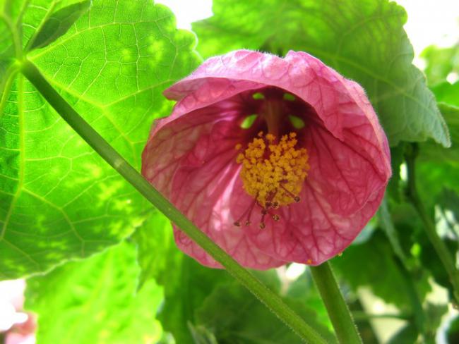 Name:  abutilon lk.jpg
Views: 1343
Size:  43.5 KB