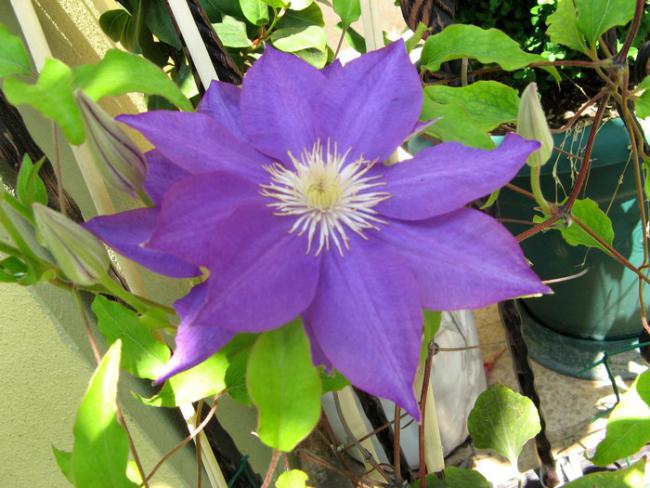 Name:  clematis.jpg
Views: 1074
Size:  55.7 KB