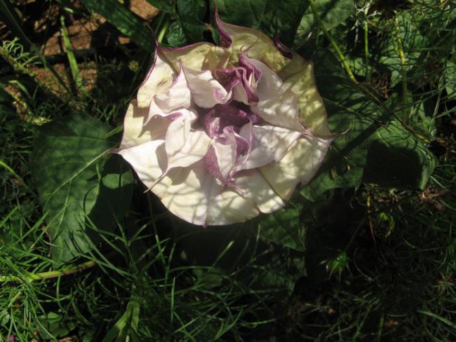 Name:  datura.jpg
Views: 1076
Size:  55.8 KB