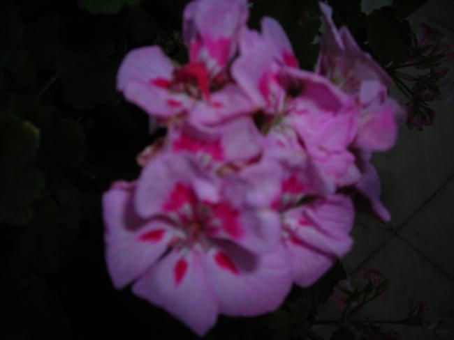 Name:  DSCN2491.jpg
Views: 633
Size:  21.3 KB