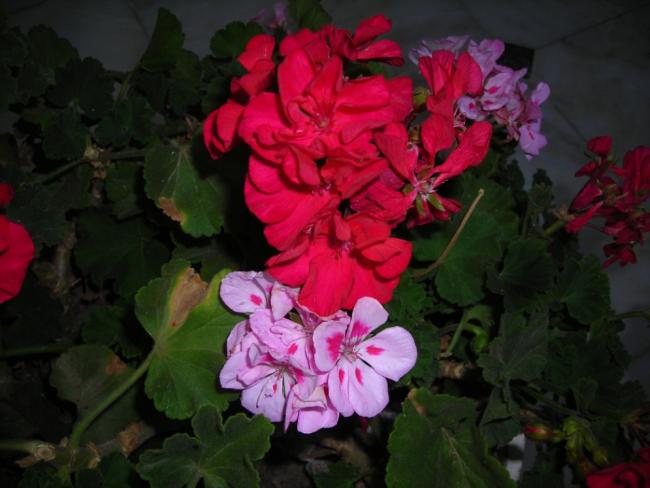Name:  DSCN2492.jpg
Views: 626
Size:  38.6 KB