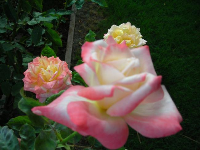 Name:  DSCN2498.jpg
Views: 639
Size:  37.4 KB