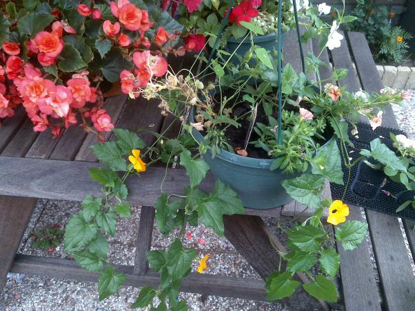Name:  Foto1089.jpg
Views: 860
Size:  71.5 KB