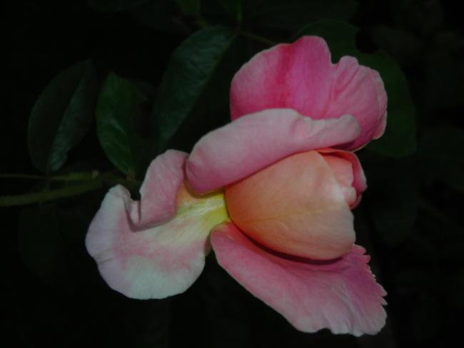 Name:  DSCN2497.jpg
Views: 636
Size:  18.3 KB