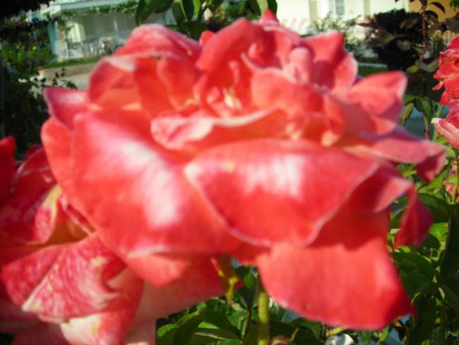 Name:  DSCN2502.jpg
Views: 629
Size:  39.6 KB