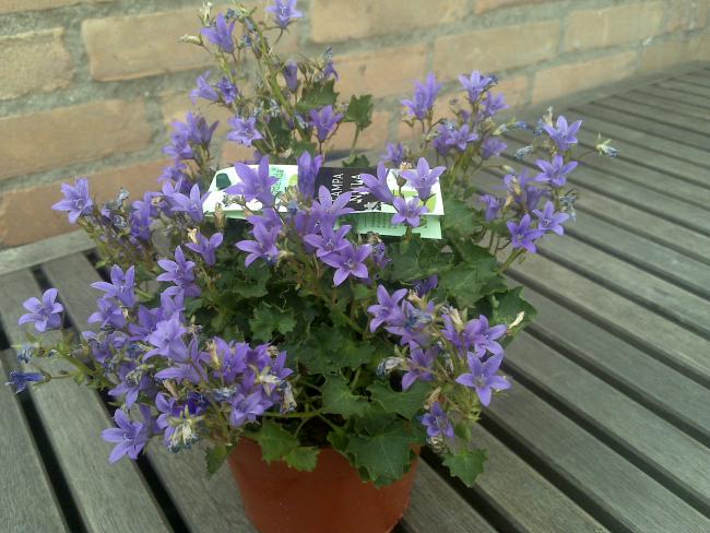 Name:  Foto1115.jpg
Views: 1030
Size:  56.1 KB