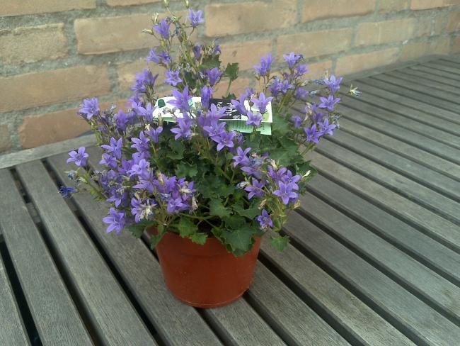 Name:  Foto1116.jpg
Views: 1047
Size:  56.9 KB