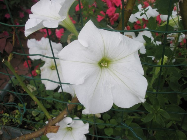 Name:  P7220055 (600 x 450).jpg
Views: 1315
Size:  58.9 KB