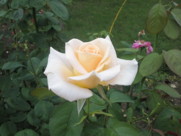 Name:  P7220069 (600 x 450).jpg
Views: 1064
Size:  51.1 KB