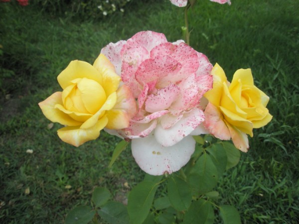 Name:  P7220088 (600 x 450).jpg
Views: 1215
Size:  64.3 KB
