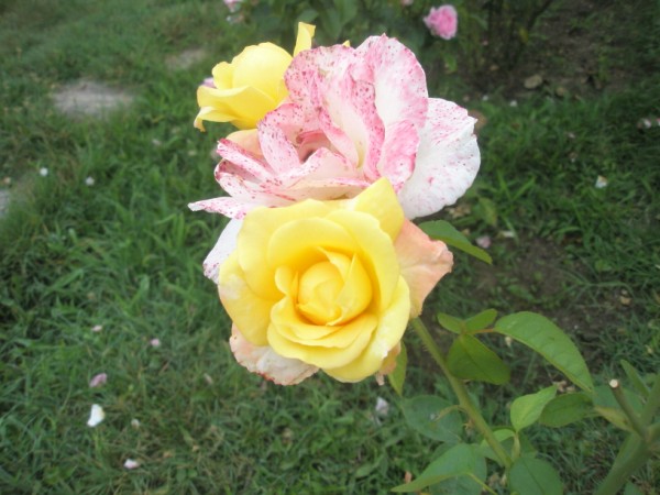 Name:  P7220089 (600 x 450).jpg
Views: 1215
Size:  68.5 KB