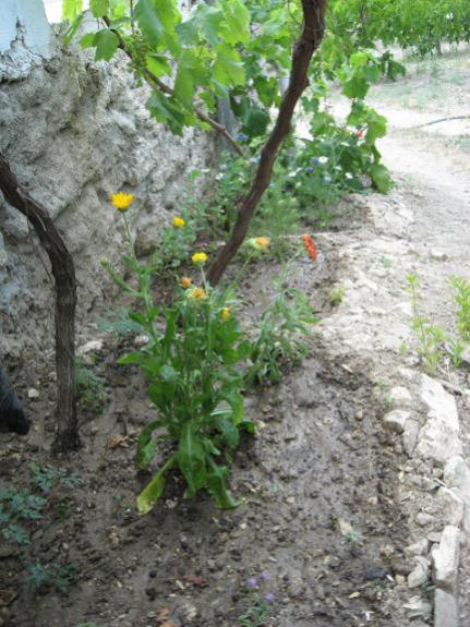 Name:  havuzun sandaki .jpg
Views: 1363
Size:  56.9 KB