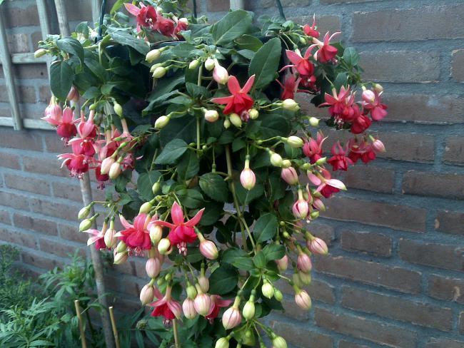 Name:  Foto1078.jpg
Views: 809
Size:  68.4 KB