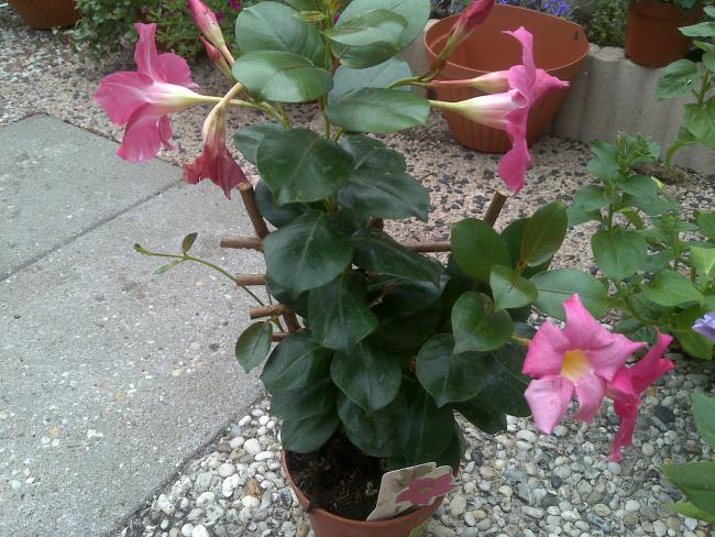 Name:  Foto1079.jpg
Views: 751
Size:  69.0 KB