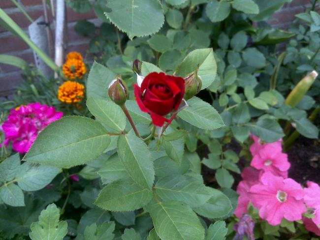 Name:  Foto1083.jpg
Views: 1531
Size:  47.2 KB