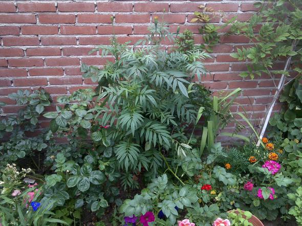 Name:  Foto1086.jpg
Views: 781
Size:  71.5 KB