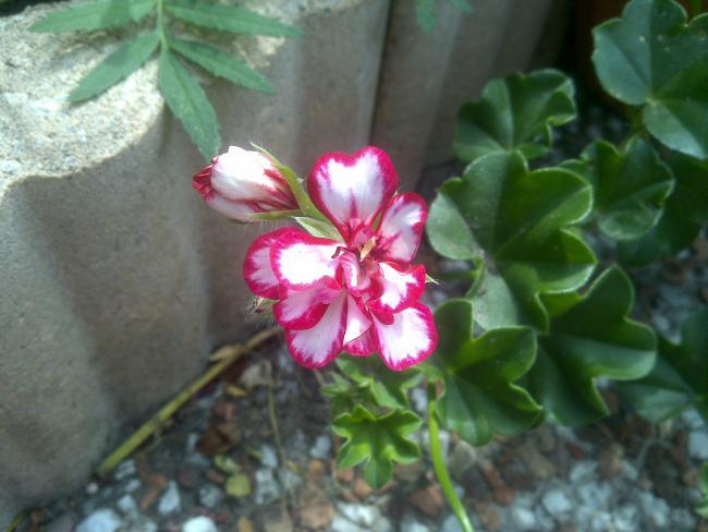 Name:  Foto1113.jpg
Views: 922
Size:  40.5 KB