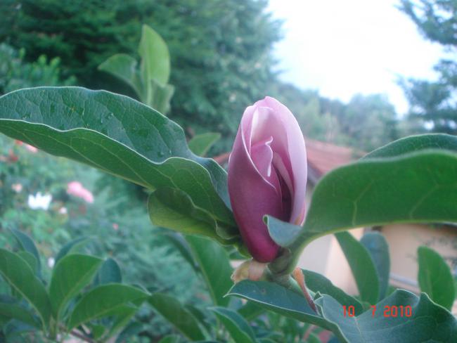 Name:  DSC01808.jpg
Views: 668
Size:  36.7 KB