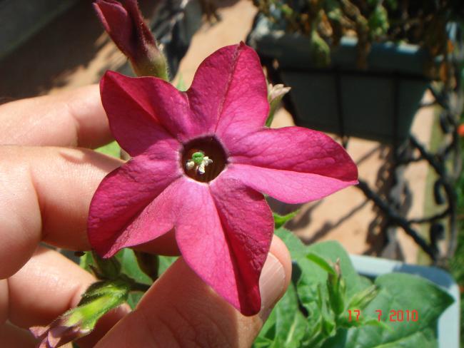 Name:  DSC02325.jpg
Views: 580
Size:  43.1 KB