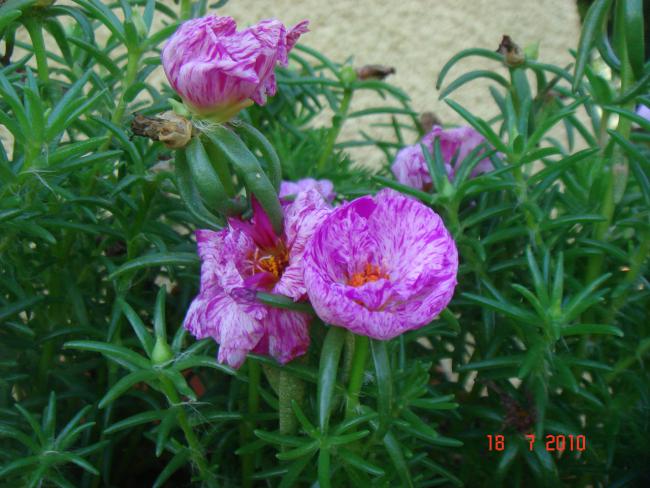 Name:  DSC02457.jpg
Views: 566
Size:  54.8 KB