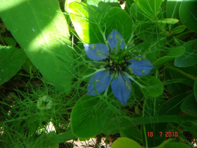 Name:  DSC02467.jpg
Views: 568
Size:  45.5 KB