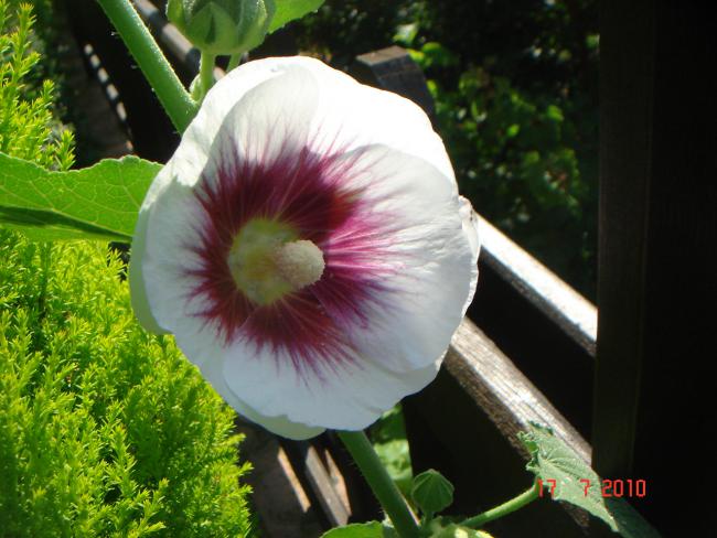 Name:  DSC02346.jpg
Views: 582
Size:  49.5 KB