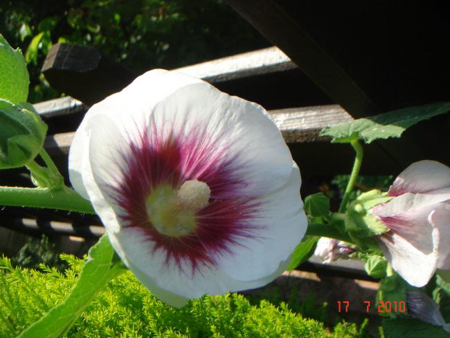 Name:  DSC02347.jpg
Views: 581
Size:  46.3 KB