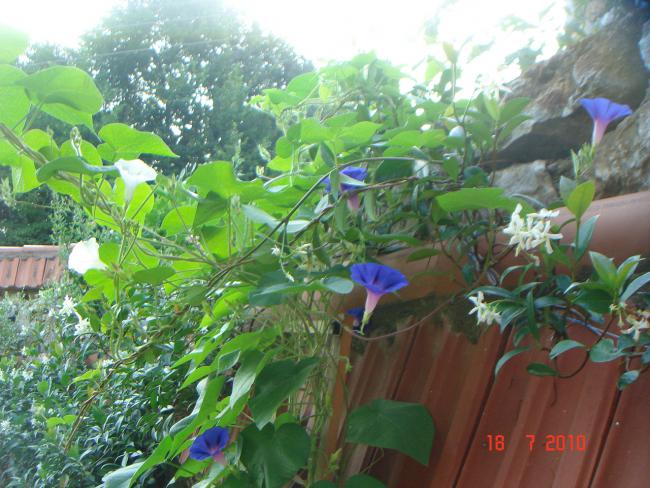 Name:  DSC02389.jpg
Views: 630
Size:  62.1 KB