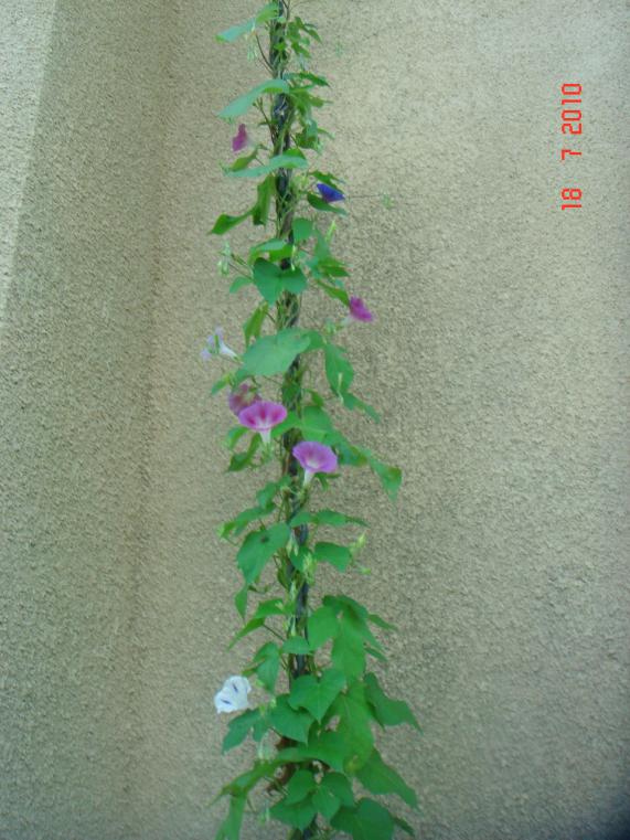 Name:  DSC02393.jpg
Views: 647
Size:  71.3 KB