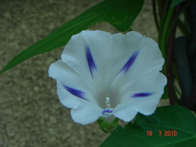 Name:  DSC02395.jpg
Views: 623
Size:  25.8 KB