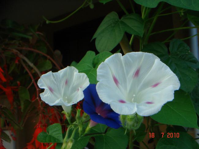 Name:  DSC02402.jpg
Views: 633
Size:  32.0 KB