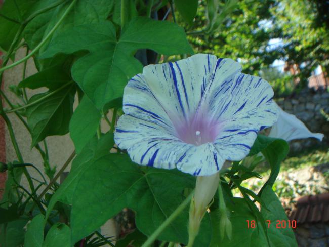 Name:  DSC02450.jpg
Views: 600
Size:  48.1 KB